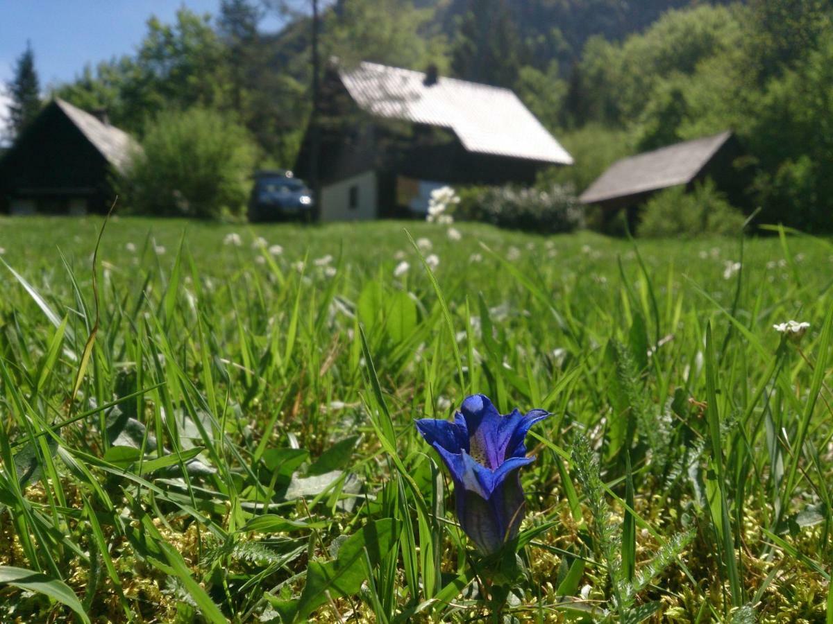 Apartmaji Zupancic Bohinj Esterno foto